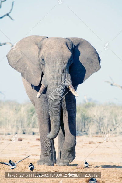 大象（Loxodonta,africana）