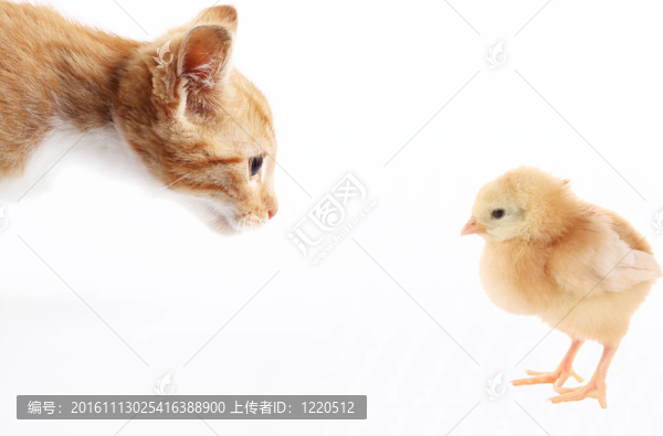 貓和雞