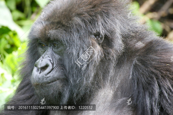 老女性山地大猩猩肖像
