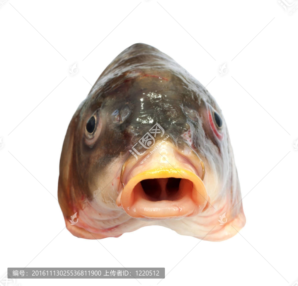 大鯉魚頭