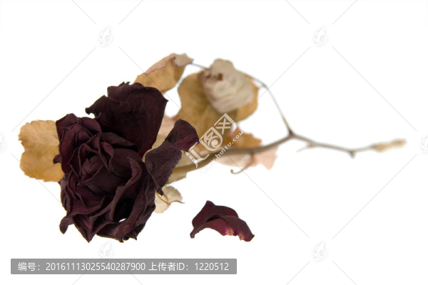 干枯的玫瑰