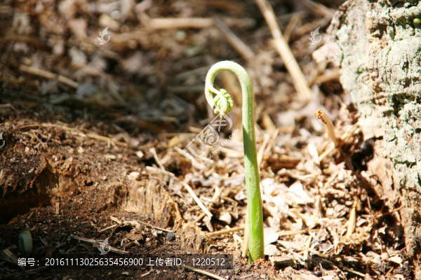 在里士滿公園的蕨菜芽