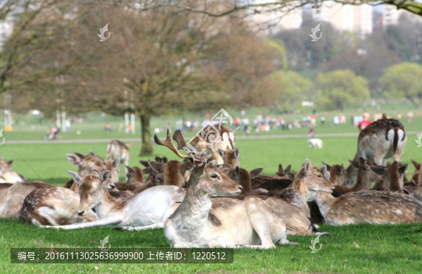 里士滿公園鹿