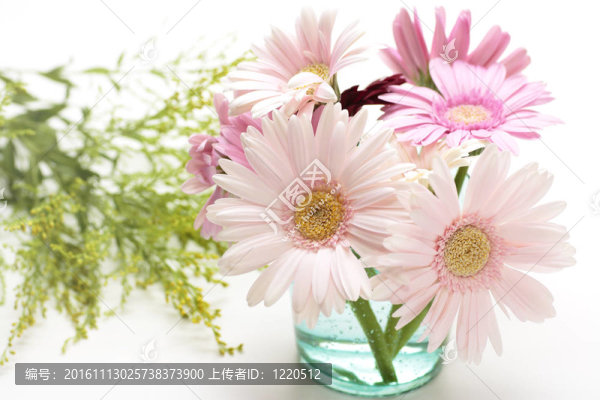 粉色非洲菊