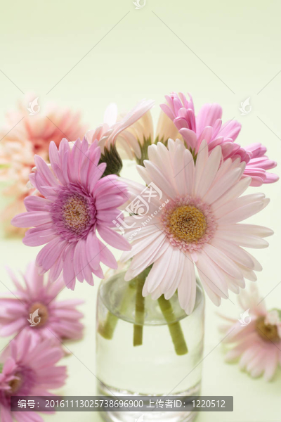 粉色非洲菊