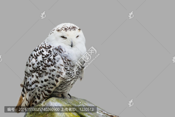 雪鸮