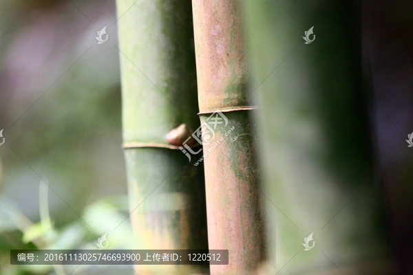 竹