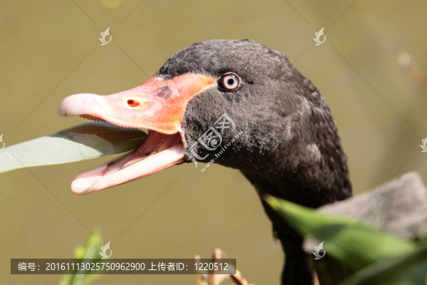 黑天鵝