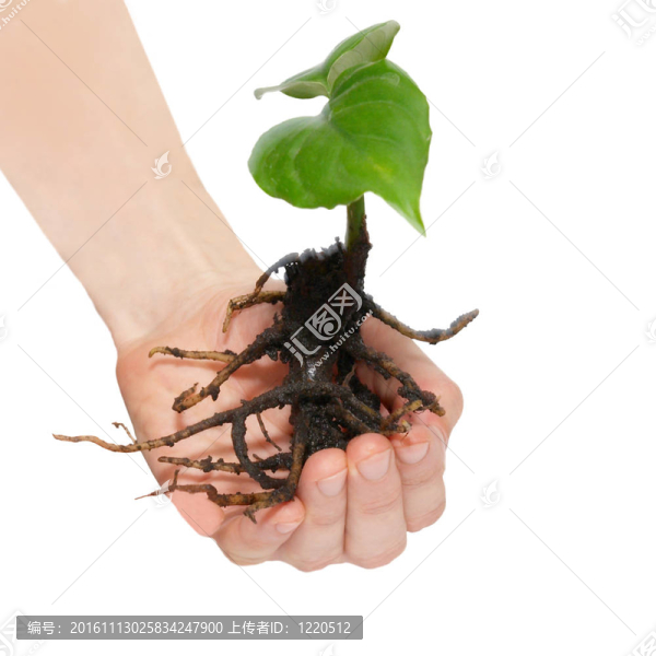 年輕的綠色植物在白色的手上孤立。