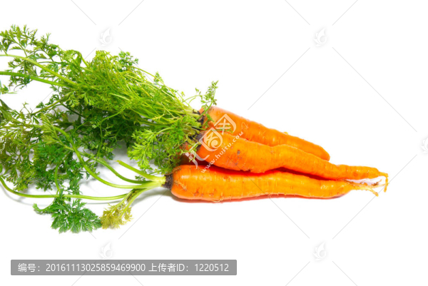 白蘿卜。