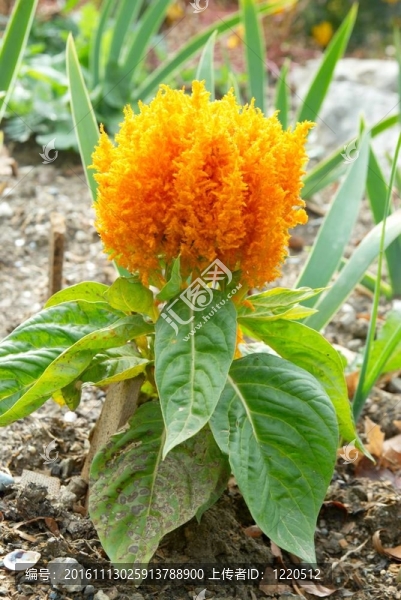 花園里的橙花。