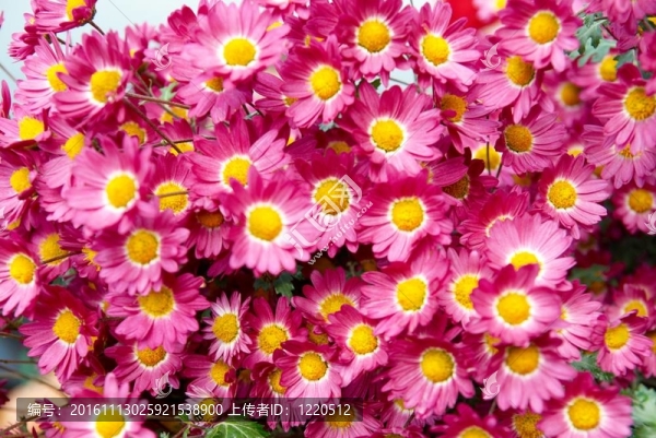 暗粉紅色的菊花田。