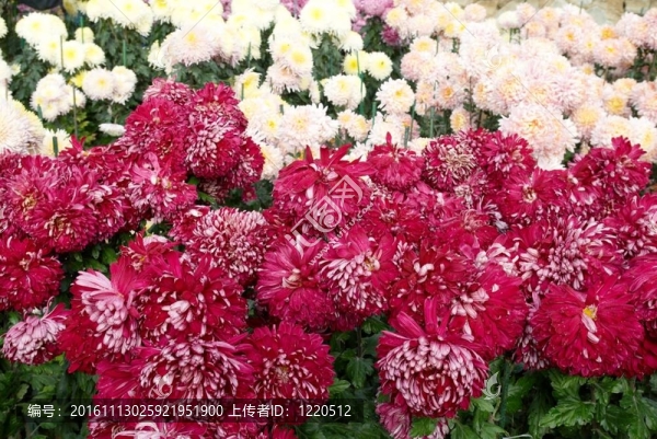 暗粉色和白色的菊花田。