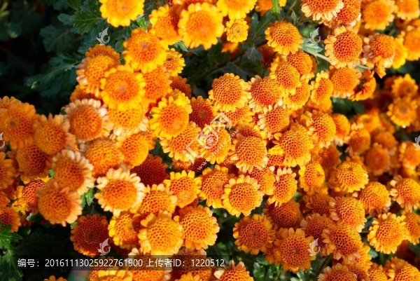 紅色，黃色和橙色的菊花田。