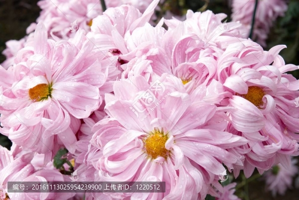 甜美的粉紅色菊花。