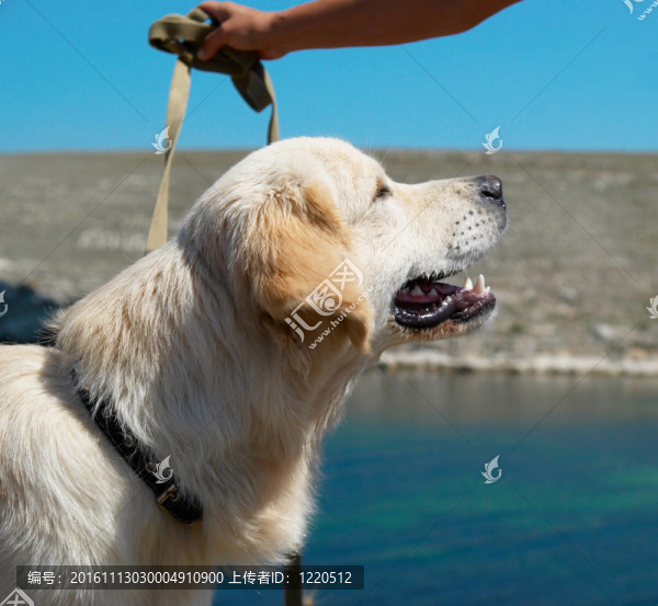 在海岸的黃金獵犬。