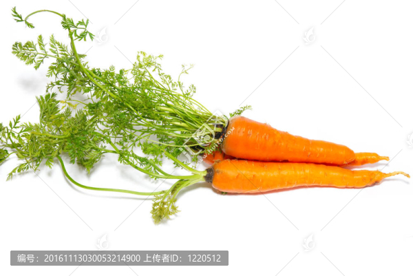 白蘿卜。