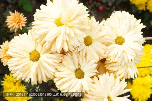 黃白菊花田。