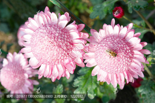 甜美的粉紅色菊花。
