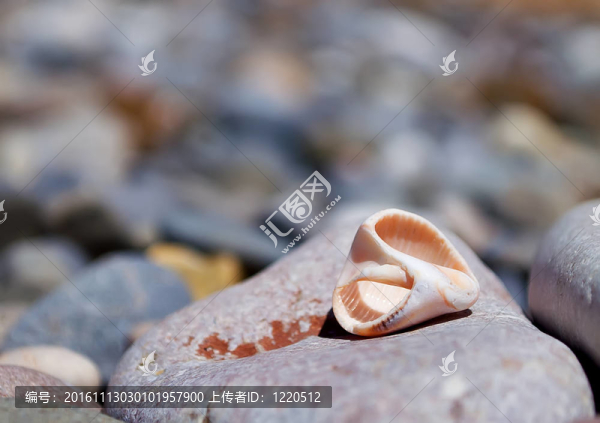 貝殼是紅螺