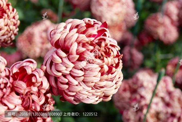 暗紅色的菊花。