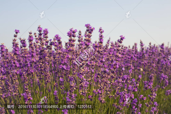 熏衣草花