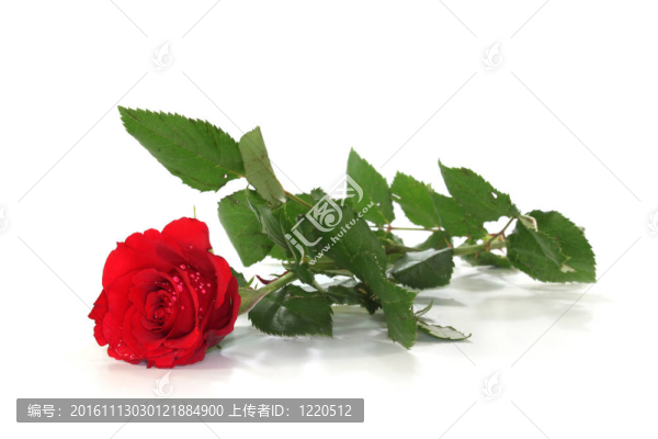 玫瑰