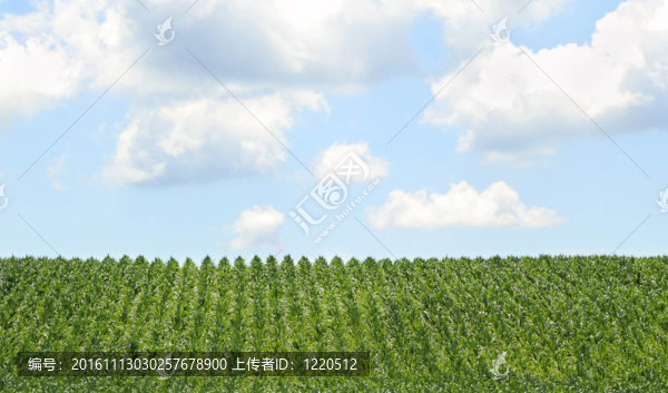 一排排的玉米
