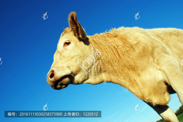 牛
