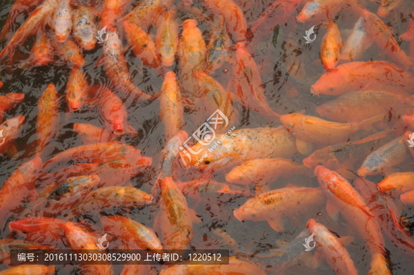 魚