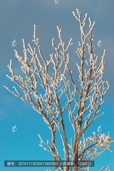 冰雪覆蓋的樹(shù)枝
