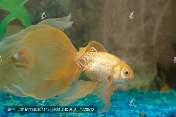 熱帶金魚