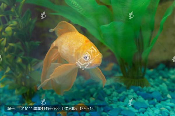 熱帶金魚