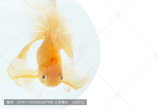 魚(yú)缸里的金魚(yú)