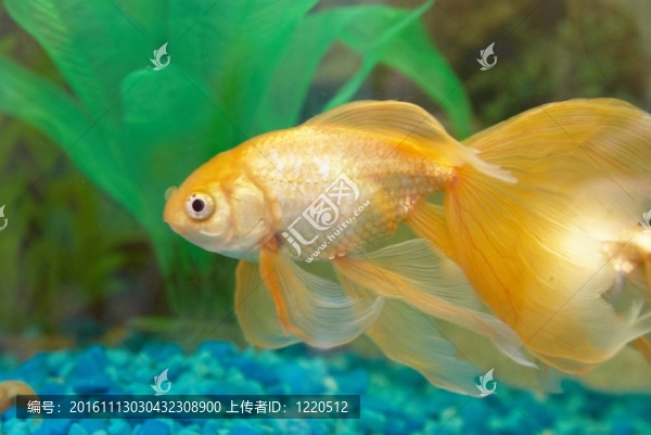 熱帶金魚