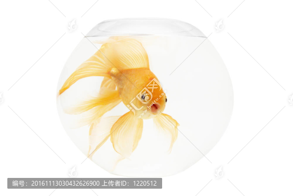 魚缸里的金魚