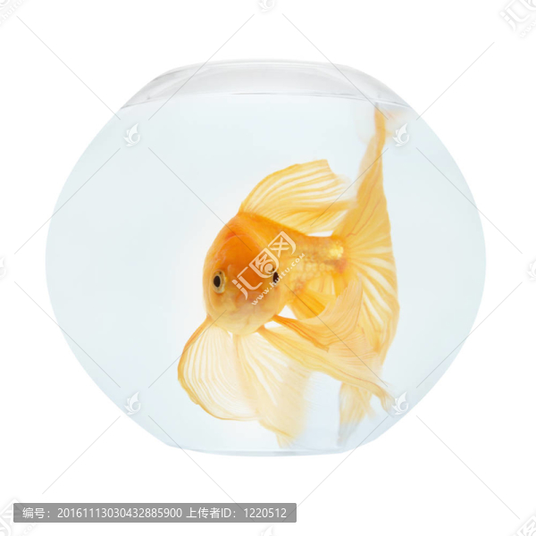 魚缸里的金魚