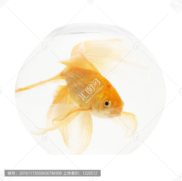 魚缸里的金魚