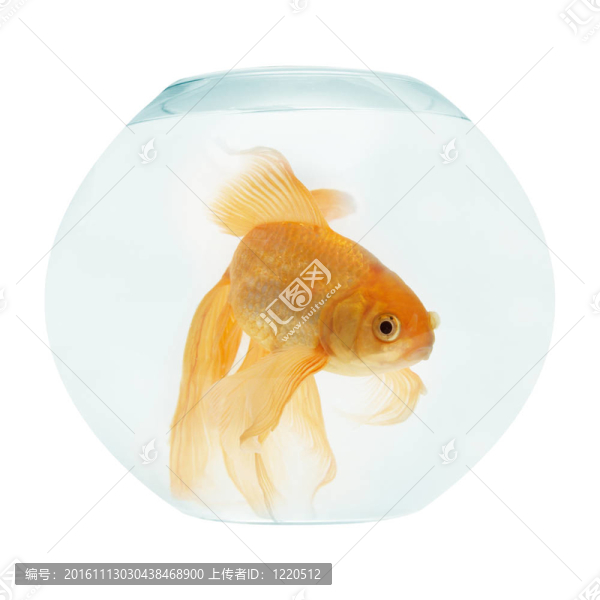 魚缸里的金魚