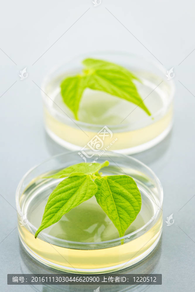 在培養(yǎng)皿中的轉(zhuǎn)基因植物