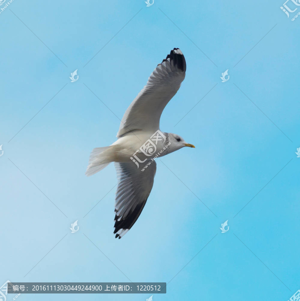飛海鷗