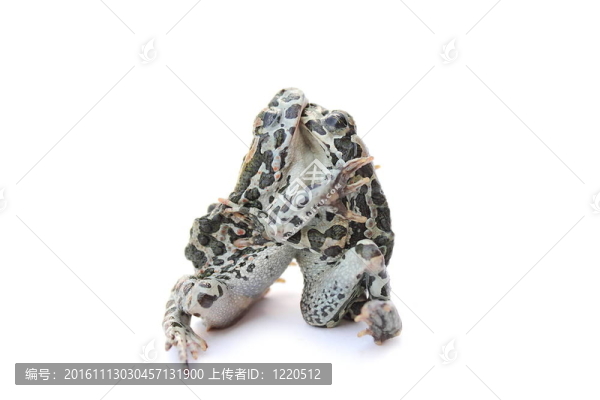 青蛙