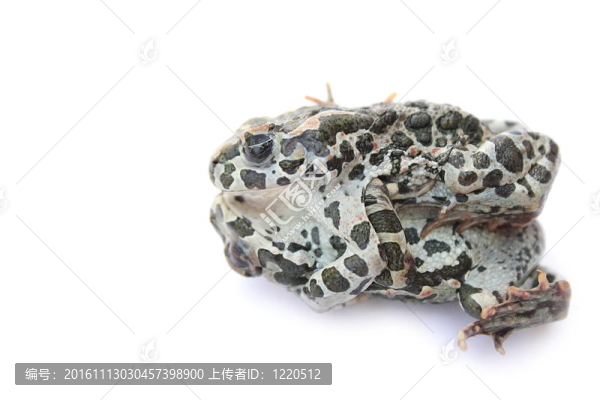 青蛙