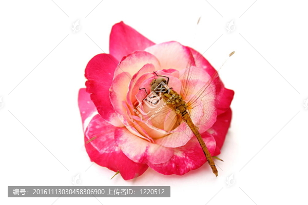 蜻蜓和花