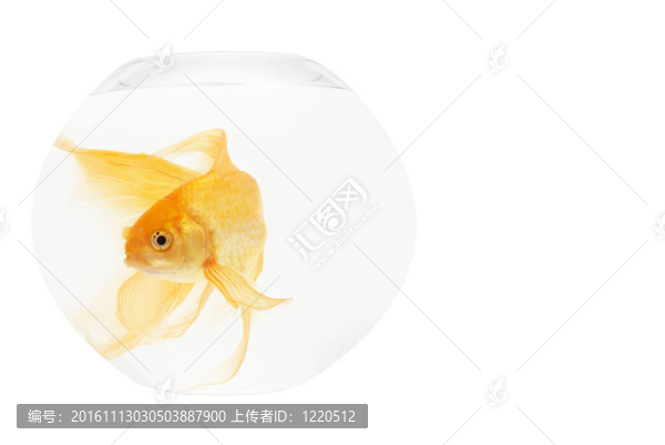 魚缸里的金魚