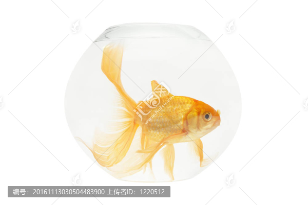 魚缸里的金魚
