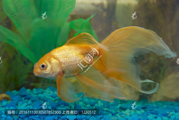 熱帶金魚