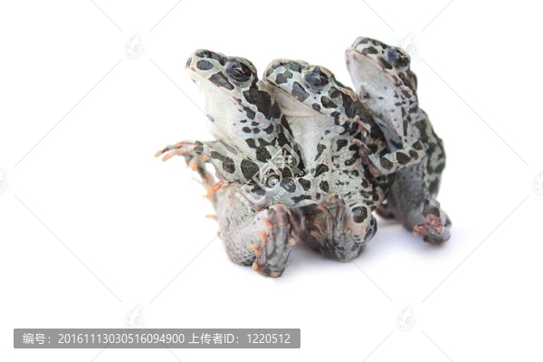 青蛙