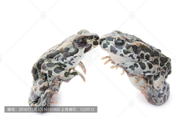 青蛙