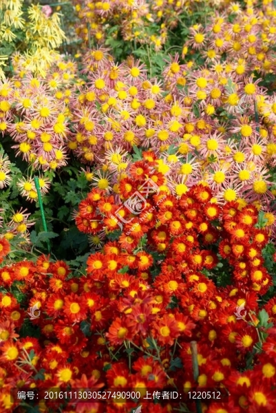 紅色，黃色和橙色的菊花田。